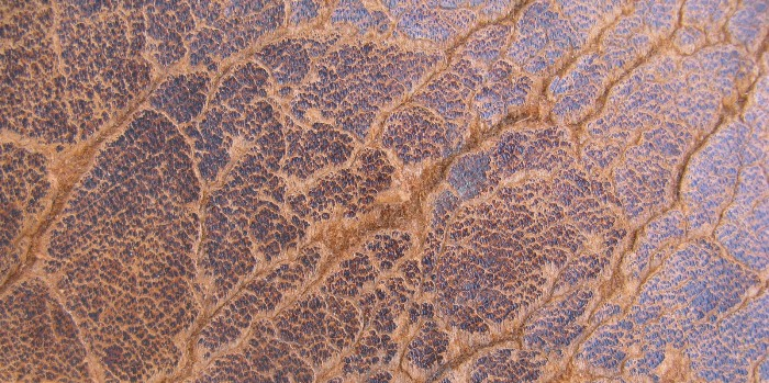 Macro close-up of severely cracked brown leather grain showing substrate beneath — Canberra Leather crack repair